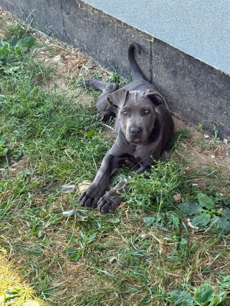 Cane corso pup female fully vaccinated 
