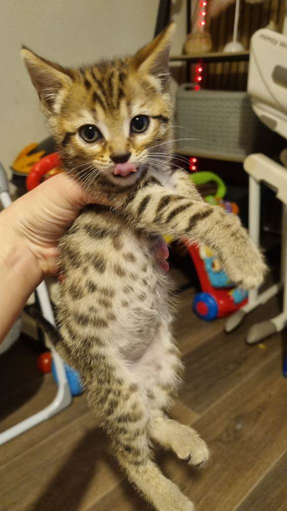 Bengal kittens 