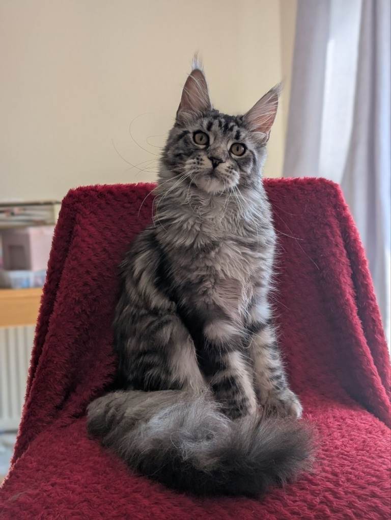 5 maine coon kittens. 4 boys and 1 girl.