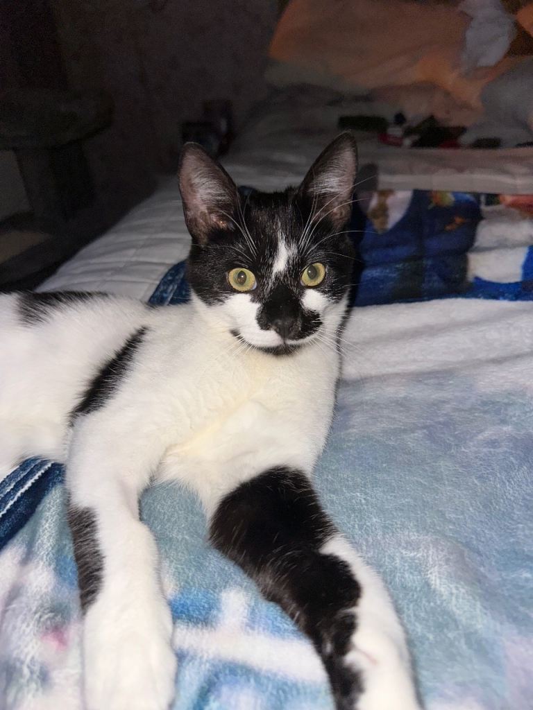 Male neutered kitten 