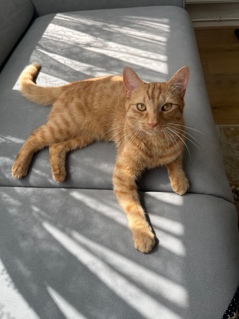 Simba is a boy cat 