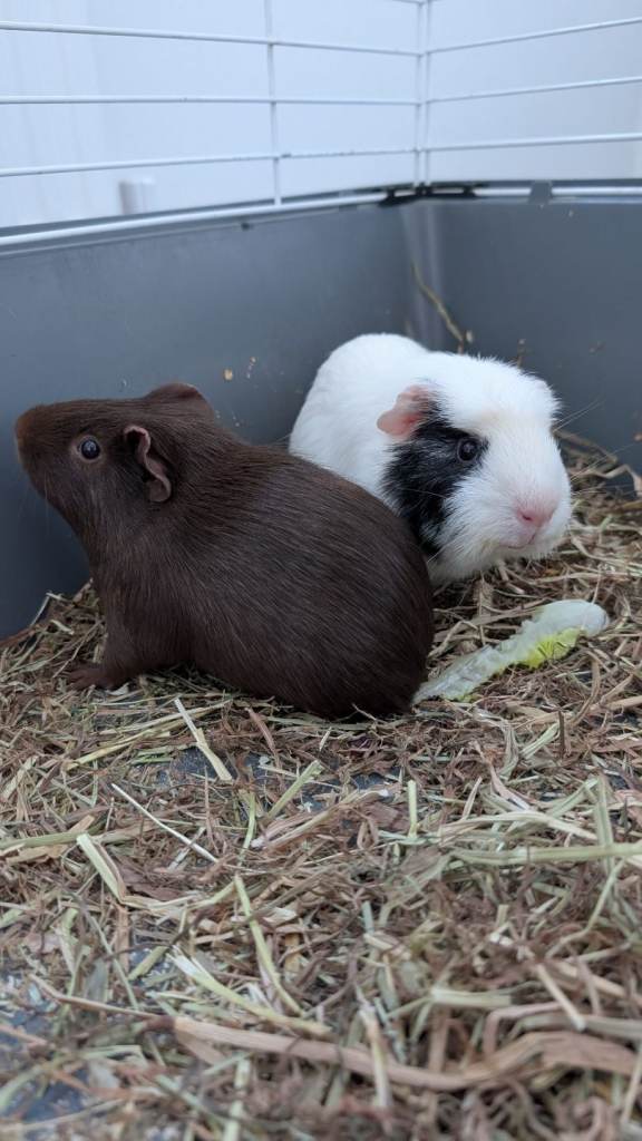 Adorable Pair of Young Guinea Pigs – Full Starter Setup Included