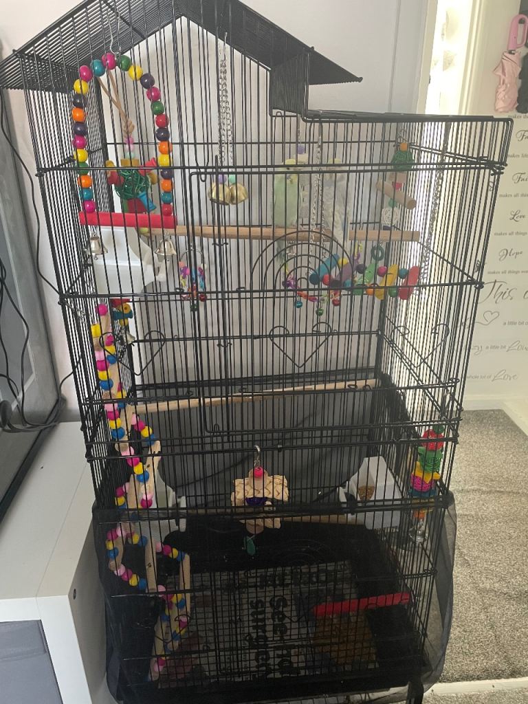 Budgies and set up 