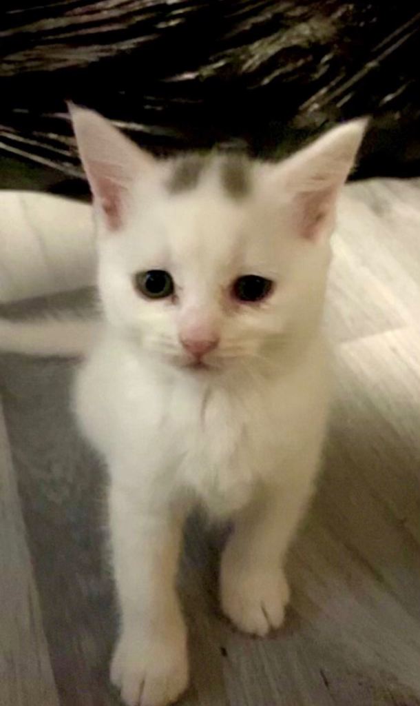 Beautiful White/Grey Female Kitten *Ready Now*