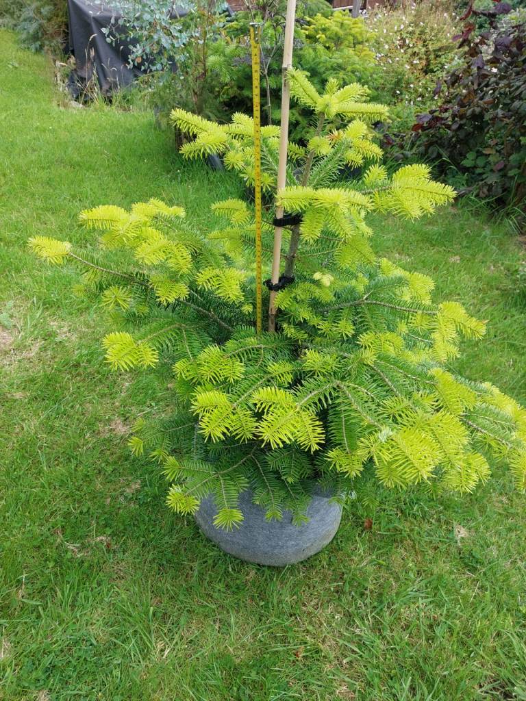 Pot grown Christmas trees 