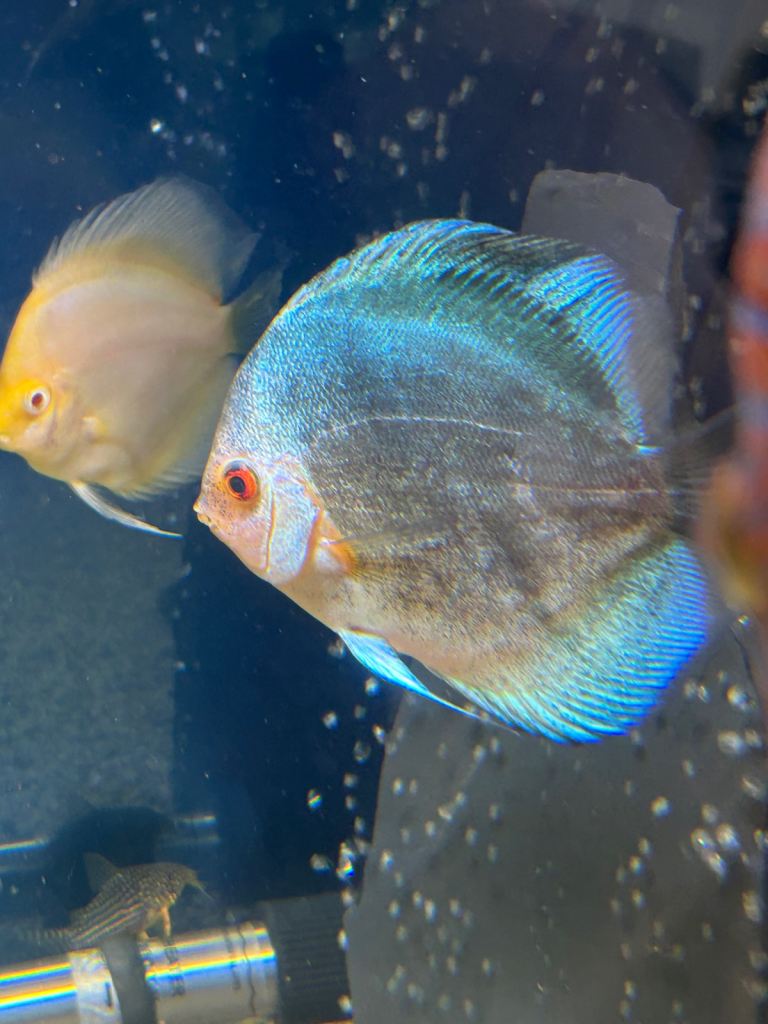 6 x discus 