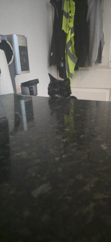 🐾 Looking to Rehome Two 7-Month-Old Kittens (Sisters) 🐾