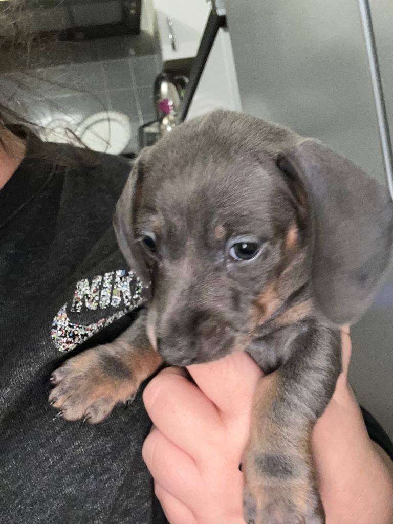 Miniature dachsund pup