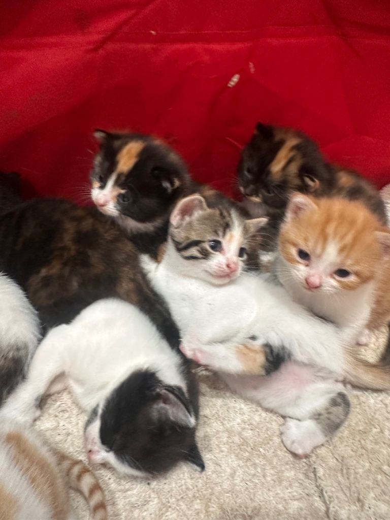 Gorgeous Freindly kittens Range of colours