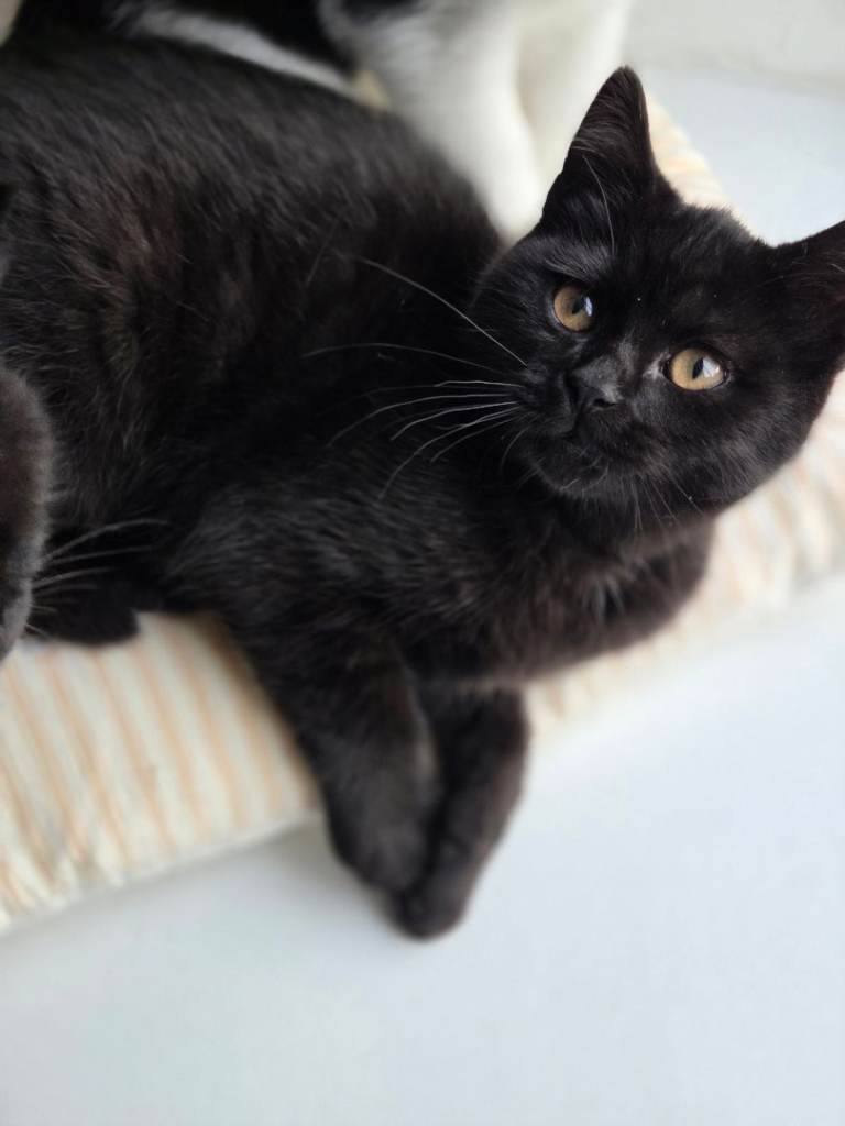 Gorgeous kittens /black girl and black boy available