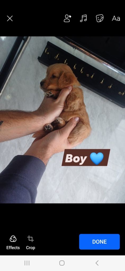 golden retriever READY TO LEAVE NOW