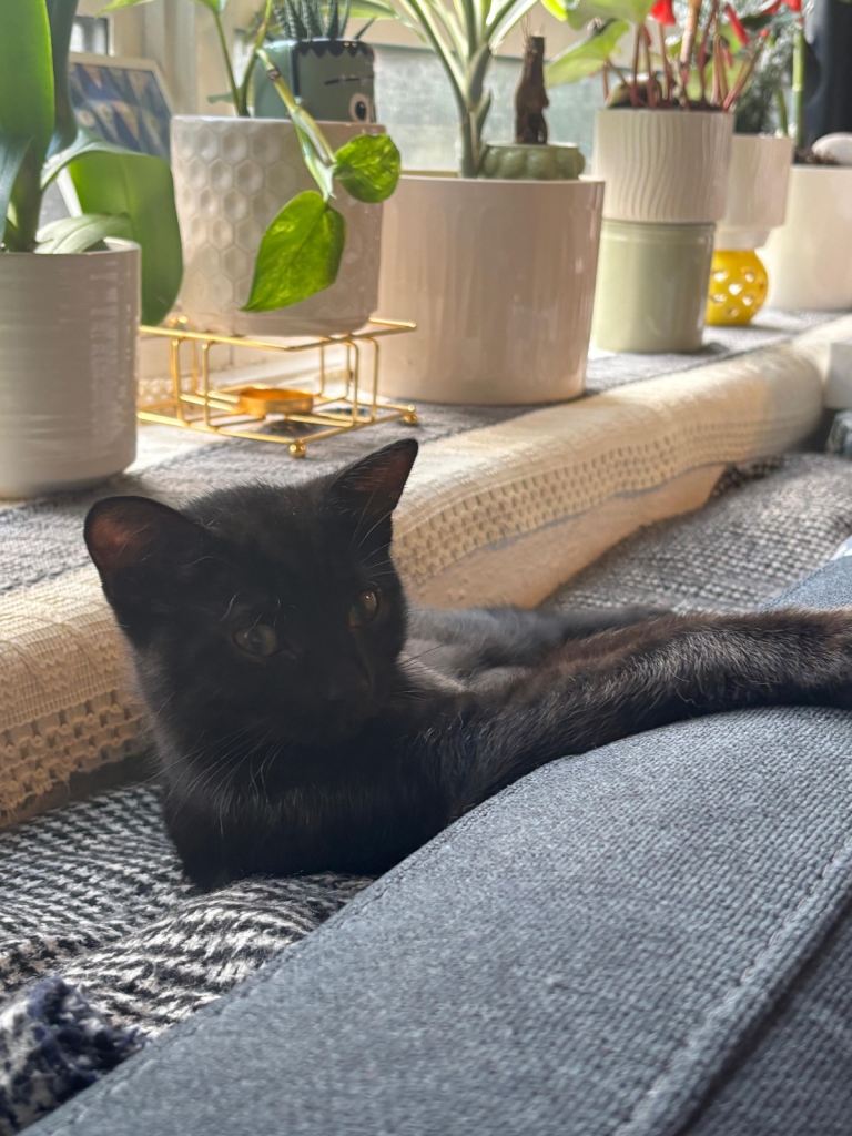 Cute jet black kitten/ half Persian 