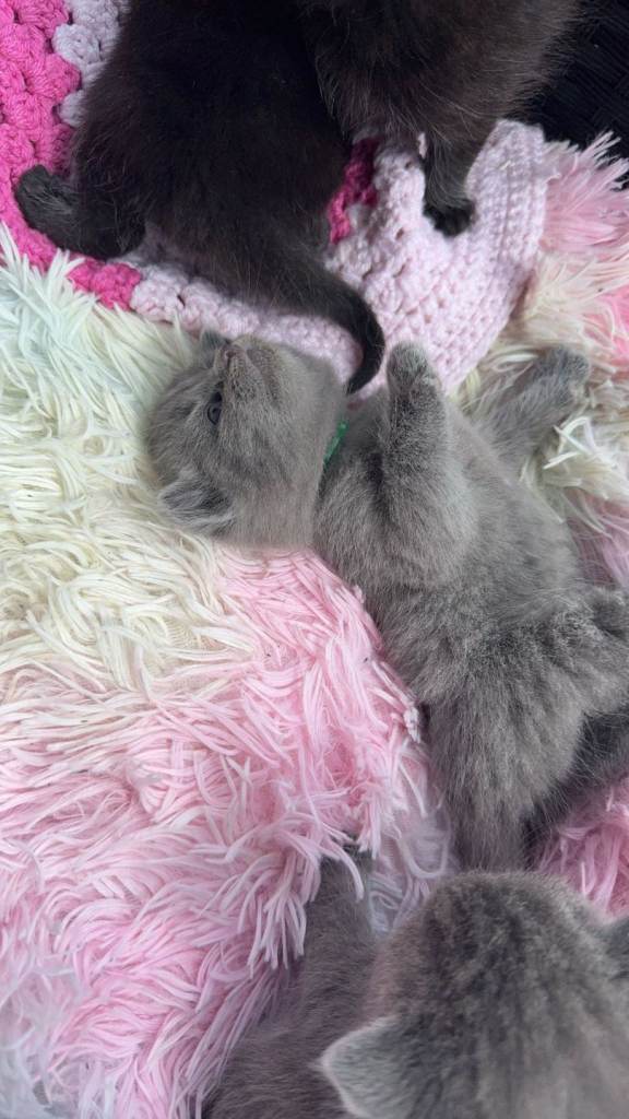 British Shorthair kittens for sale