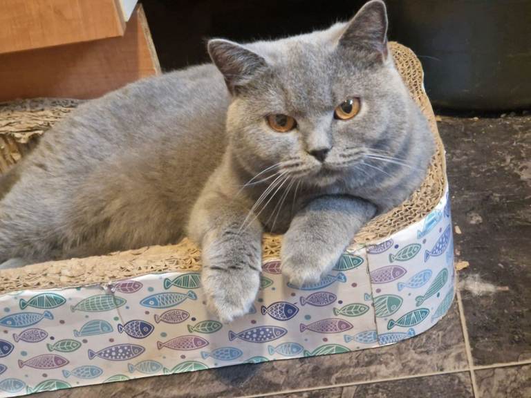 British shorthair girl 
