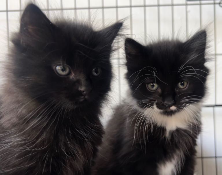 Pet Kittens 9 weeks Old 