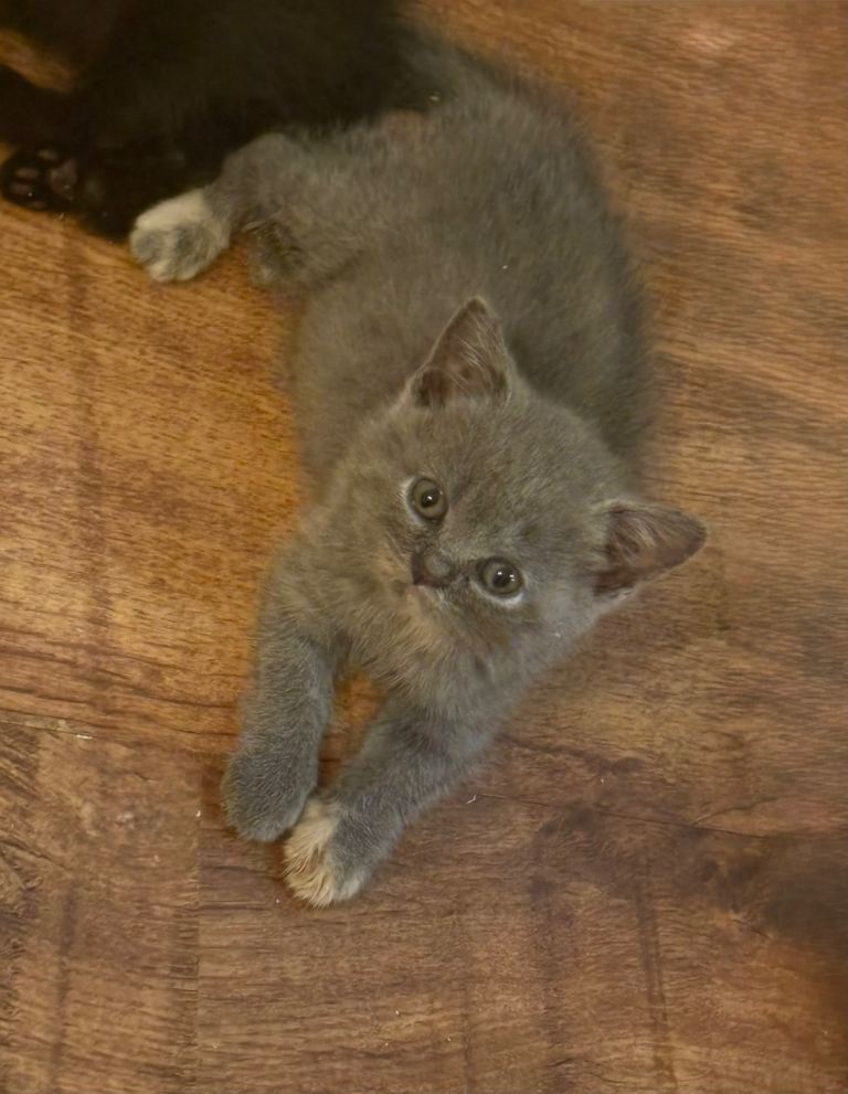 Kittens 