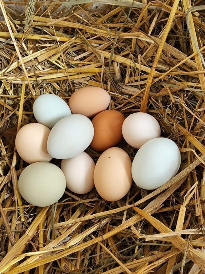 Chicken 