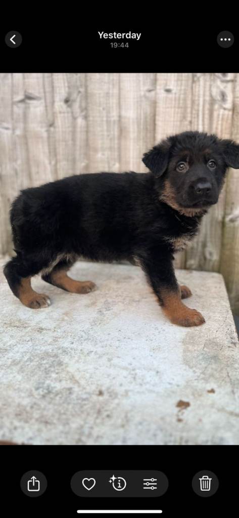 Female shepherd pup 