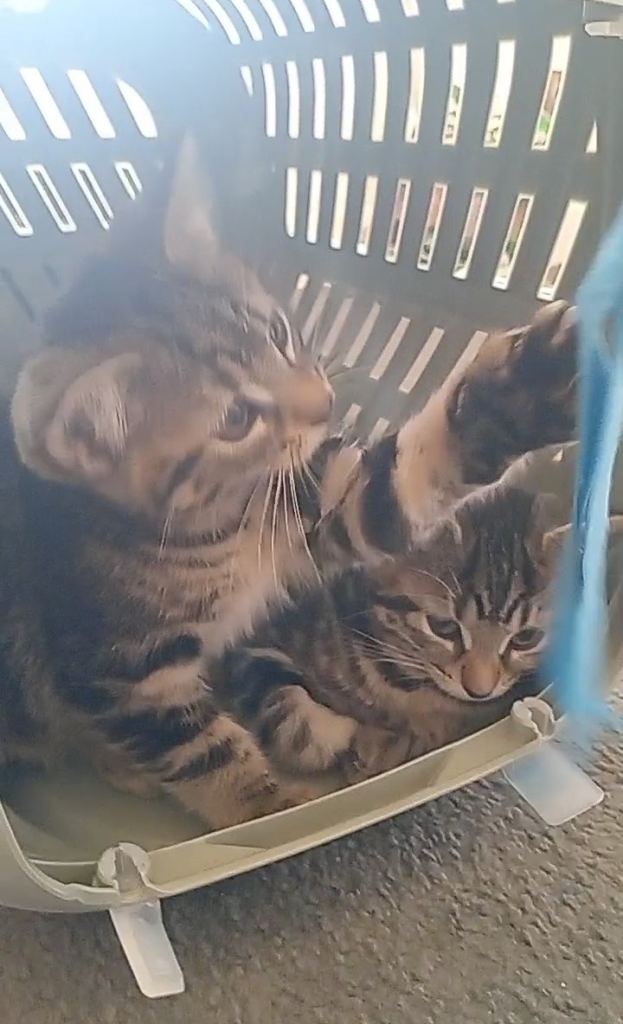 Kittens for sale