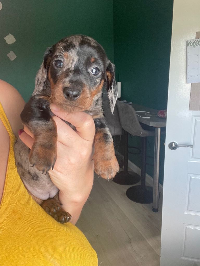 Miniature dachshund 