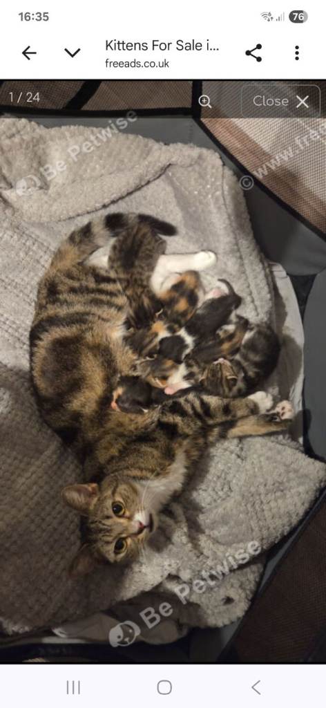British shorthair x kittens please read for prices