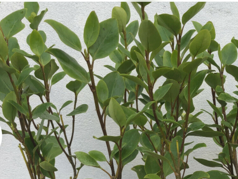 SPECIAL OFFER.  BUY. 12  X. 6/7 ft Laurel.  £20-00 each
