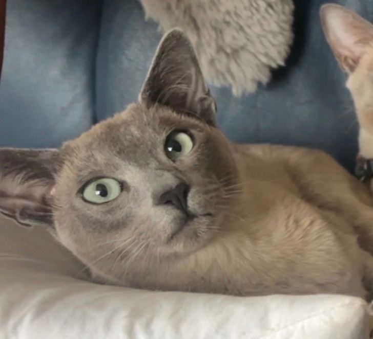 Beautiful Tonkinese (Siamese/Burmese) female cat For Sale