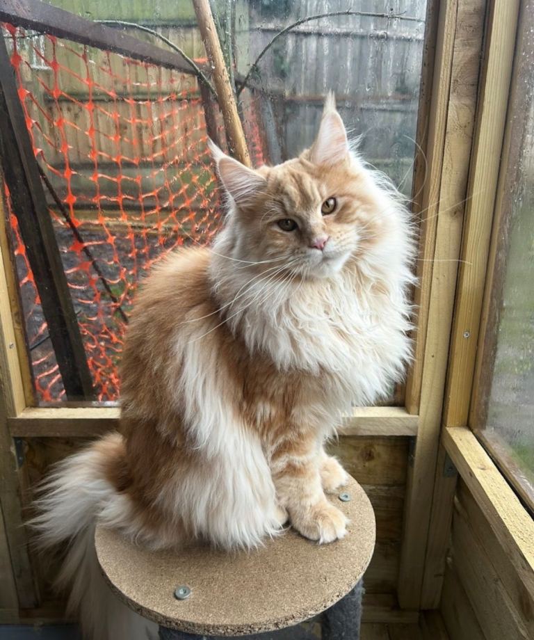 Pedigree award winning line Maine coon 
