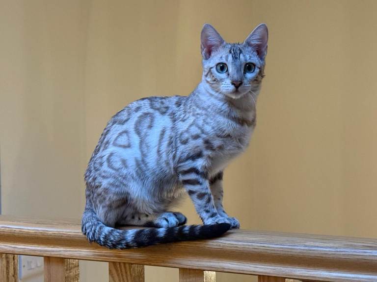 Stunning Snow Bengal kittens