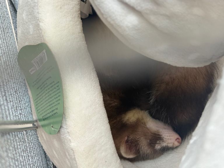 Female ferret