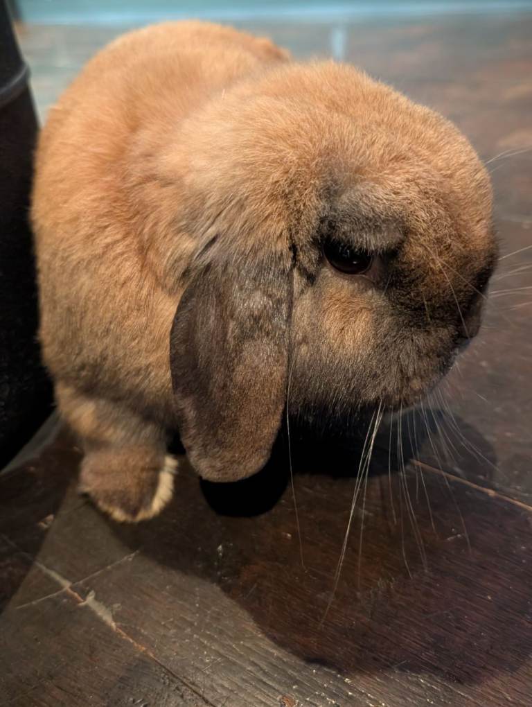 Rabbits for rehoming 