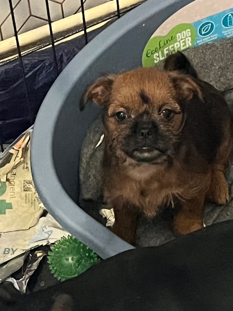 Imperial Shih Tzu x miniature pincher  (pintzu ) puppy's 