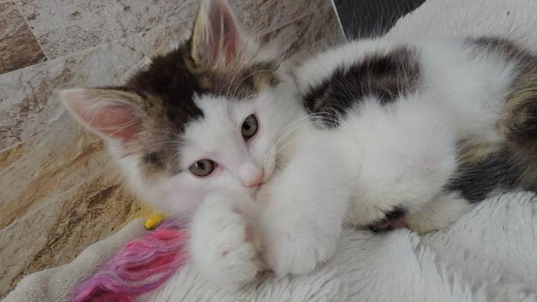 Arctic Curl Kittens 11 weeks old