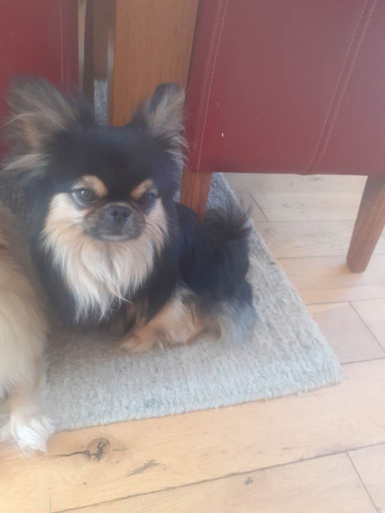 Tiny Russian chihuahua/pekingese