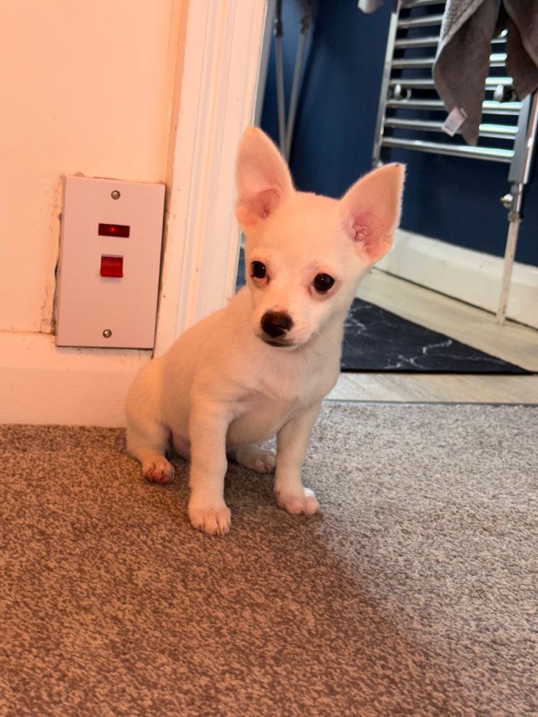 Adorable White Chihuahua Puppy Ready for New Home