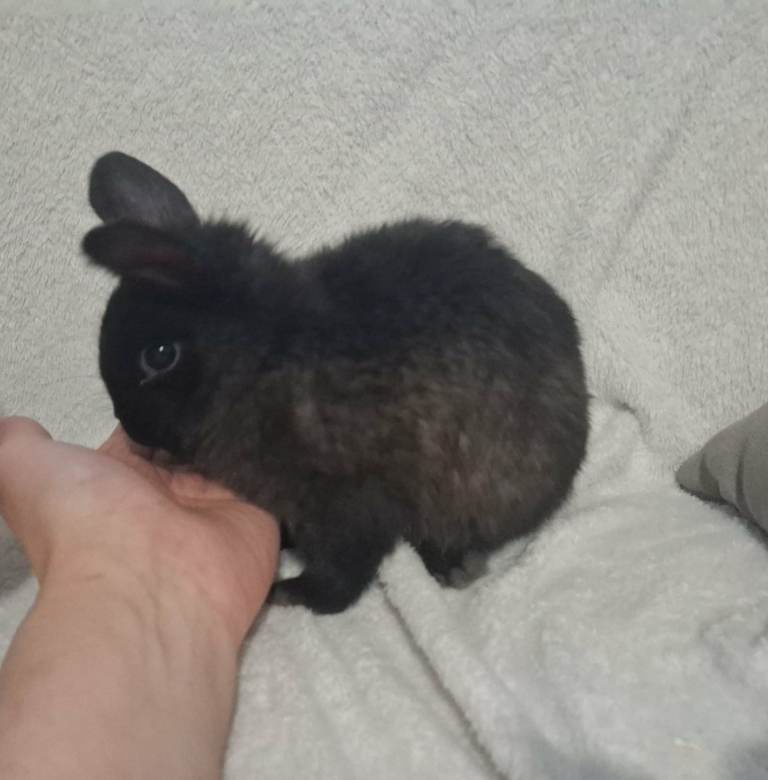 Netherland Dwarf Rabbit