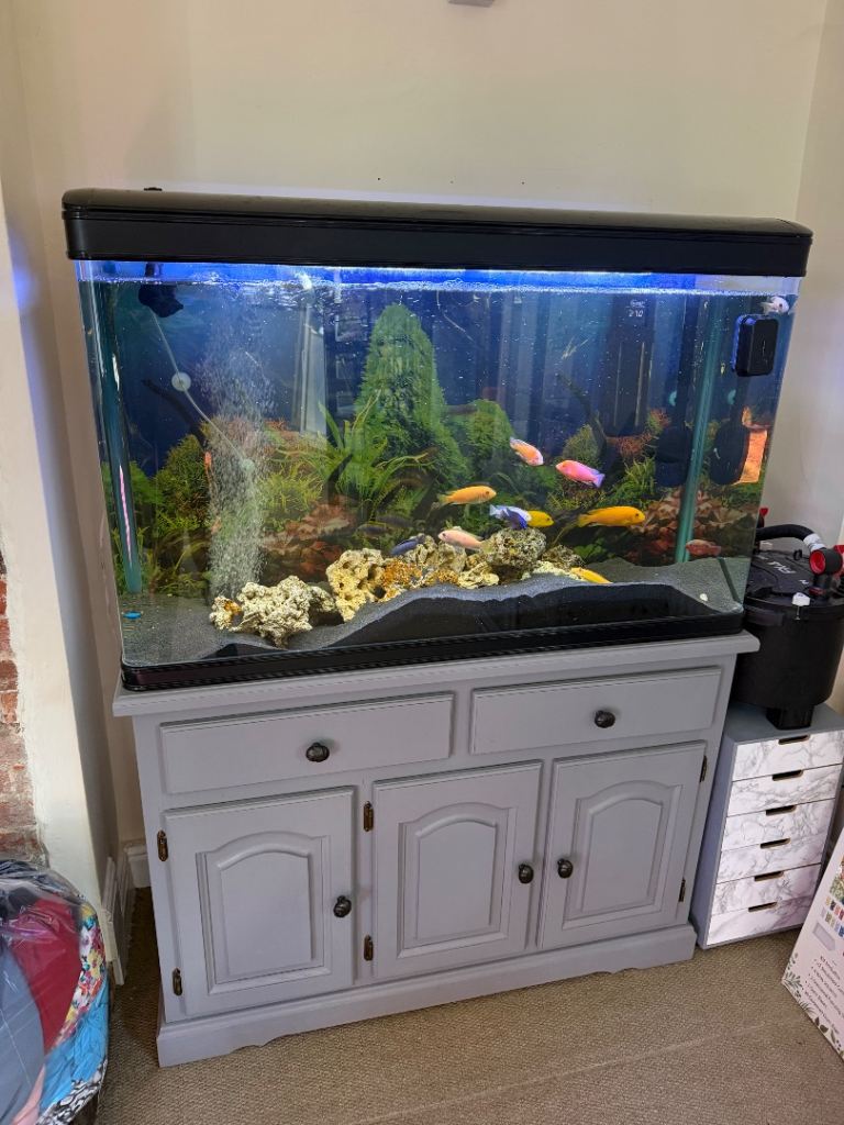 300L Boyo Fish tank full set up 