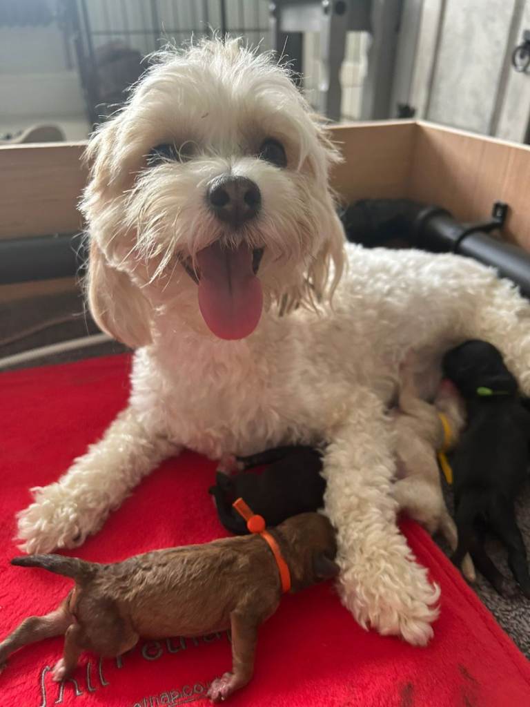 F1B MALTIPOO PUPPIES, 6 WEEKS 4/7/2026