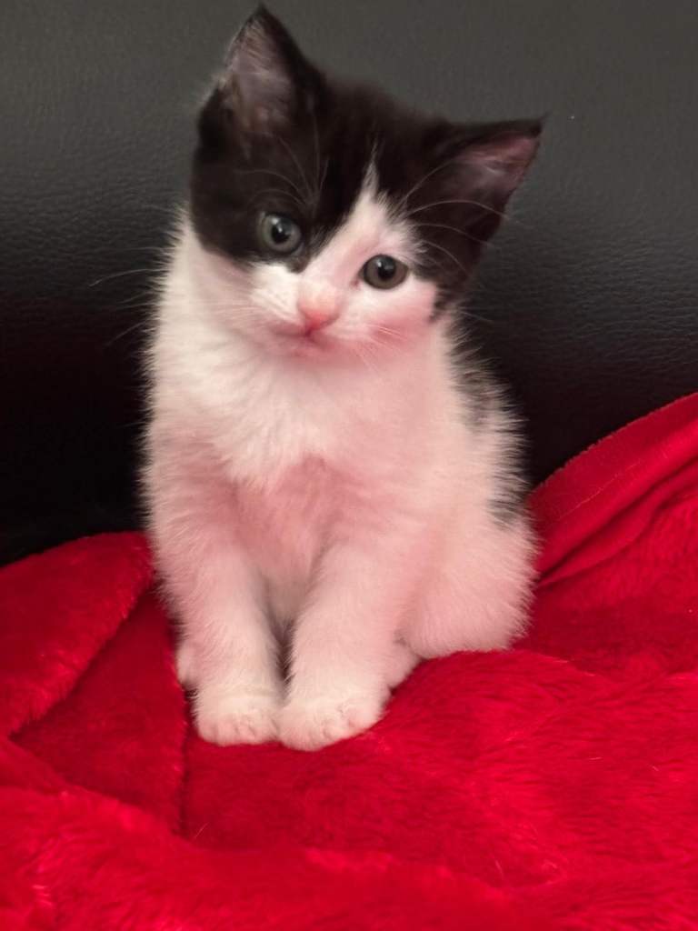 2 beautiful kittens