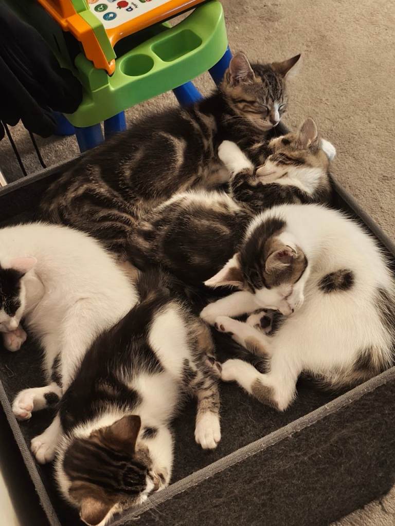 Kittens ready to leave 