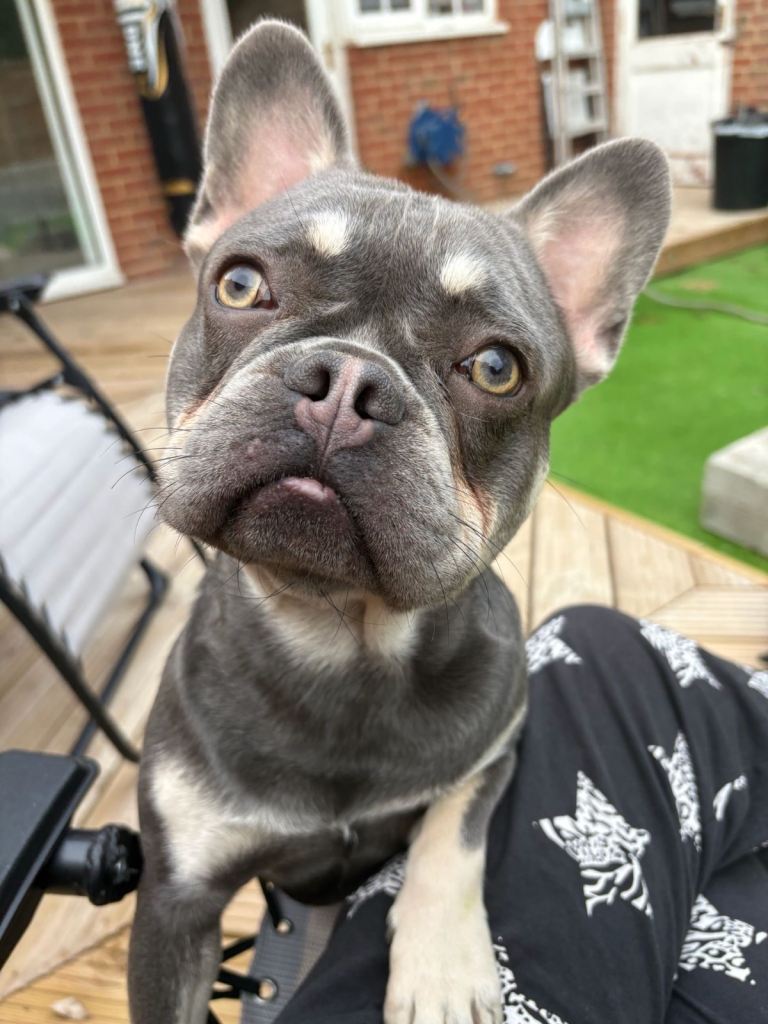 French Bulldog, one year old, small face 