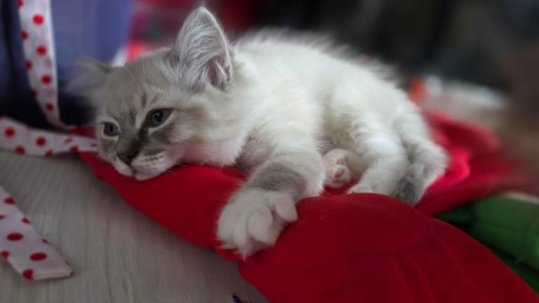 12 weeks Ragdoll and Maine coon mix kitten