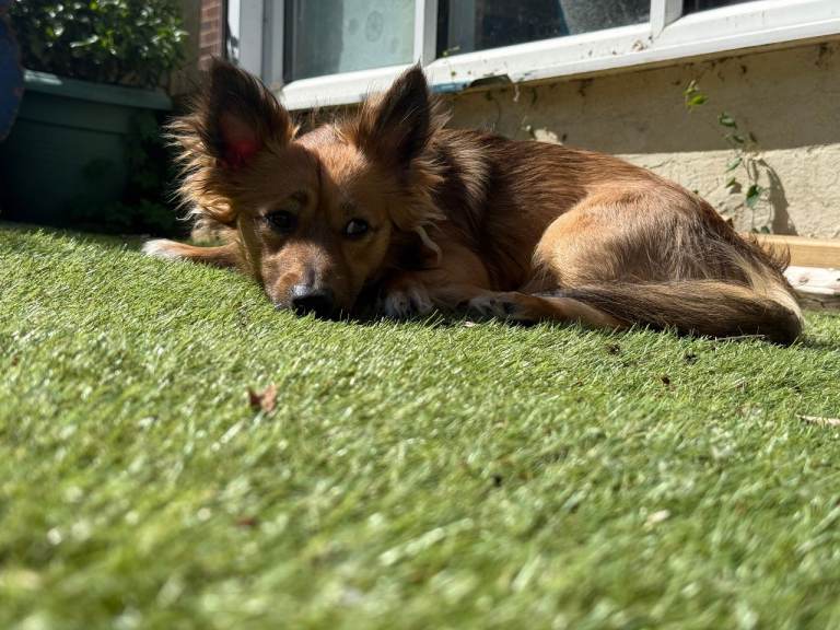 Small dog