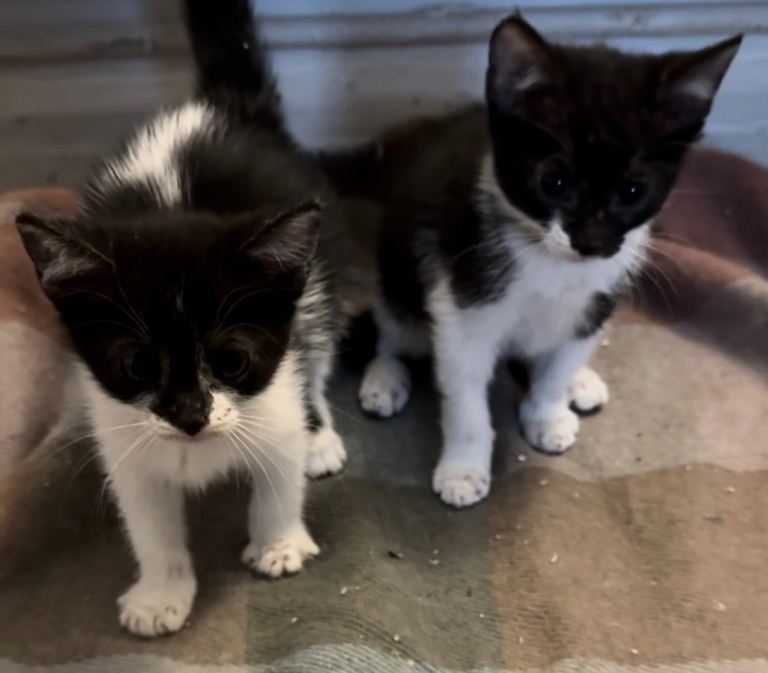 Kittens for sale 