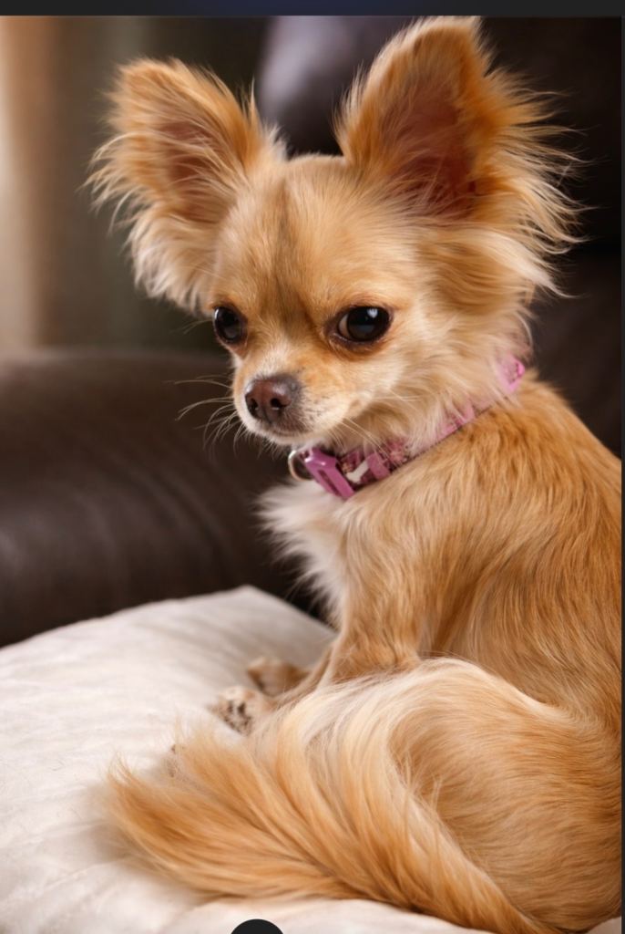Chihuahua female 