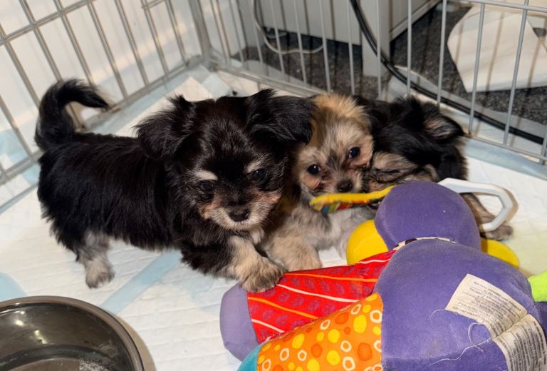 Ready now malchi puppies 