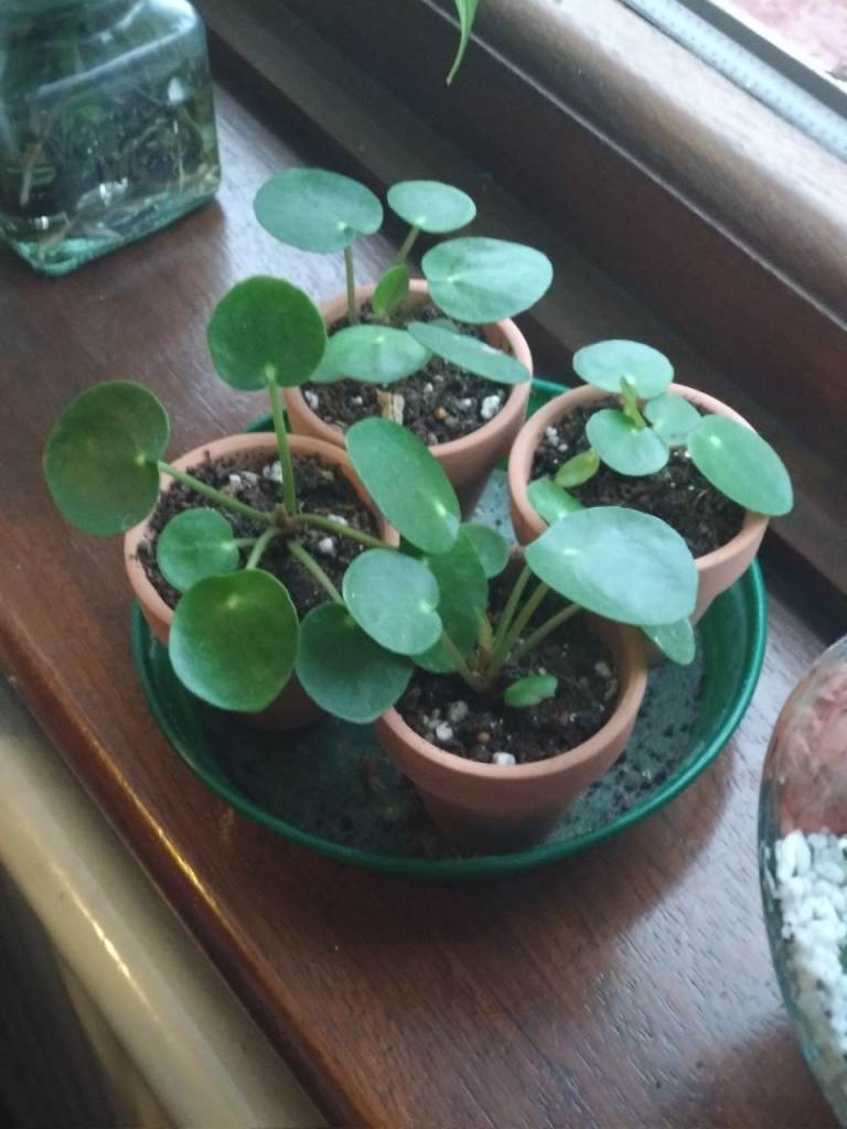 Chinese Money Plant Babies