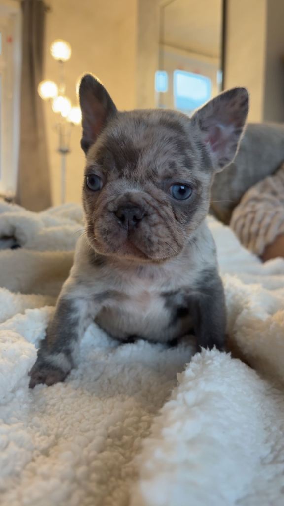 French bulldog puppies. 2 male  