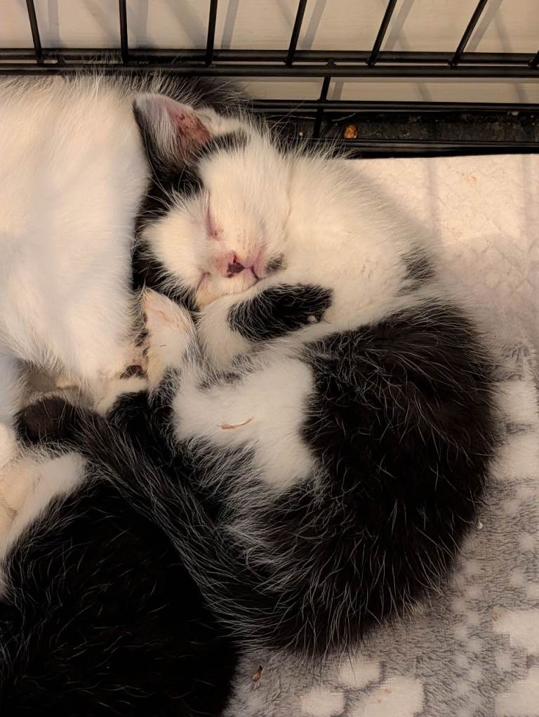 Two male kittens 