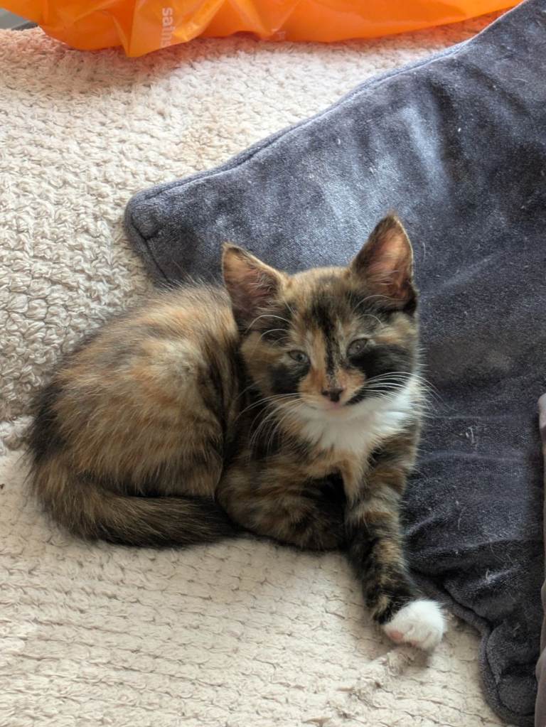 kittens for sale